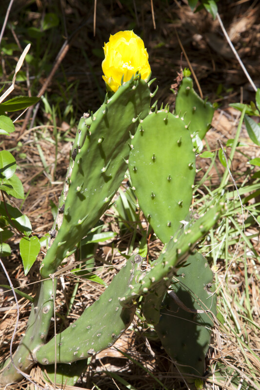 Short Cactus with Prickly Paddles and a Yellow Flower