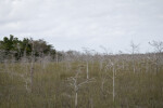 Short Dwarf Bald Cypress