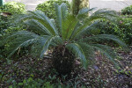 Short, Stout Cycad