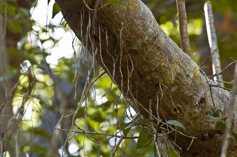 Shortleaf Fig (Ficus citrifolia) Aerial Roots