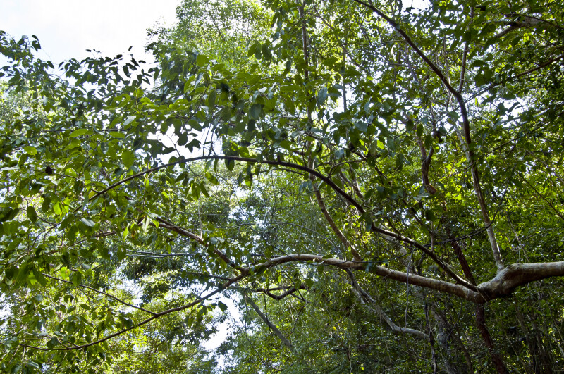 Shortleaf Fig (Ficus citrifolia) Branches and Leaves