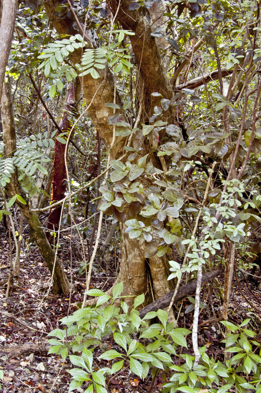Shortleaf Fig (Ficus citrifolia) Trunk
