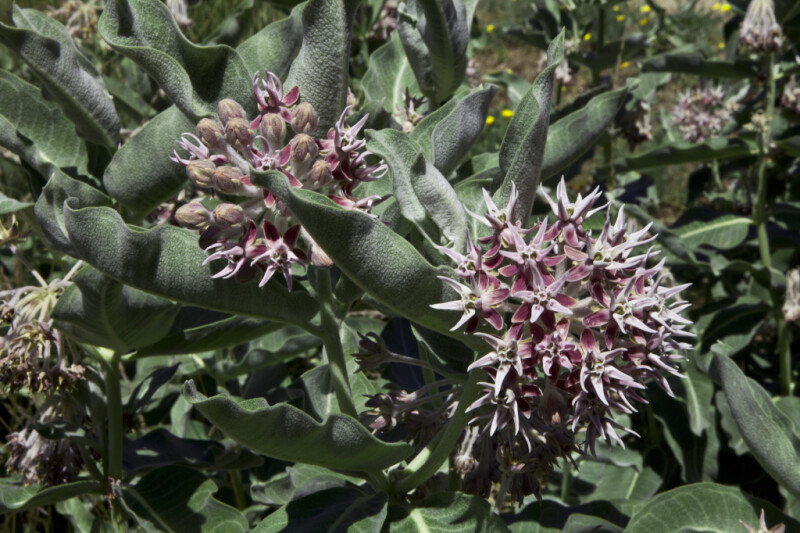 Showy Milkweed with Purple and White Star-Like Flowers and Green Leaves Curved Upwards
