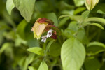 Shrimp Plant Blossoms