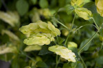 Shrimp Plant Leaves