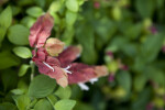 Shrimp Plant