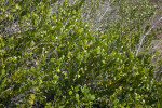 Shrub at Mahogany Hammock of Everglades National Park