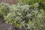 Shrub at the Oasis Visitor Center of Big Cypress National Preserve