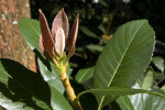 Shrub Close-Up