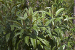 Shrub that has Leaves with Indentations