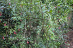 Shrub with Brown Branches, Green Leaves, & Pink Flowers