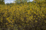 Shrub with Green and Yellow Leaves at Biscayne National Park
