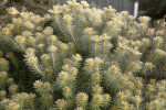 Shrub with Green and Yellow Stalks