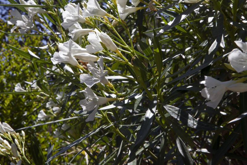 Shrub with Green, Lanceolate Leaves and White Flowers