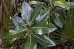 Shrub with Green Leaves and Yellow Veins