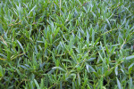 Shrub with Green Leaves Close-Up