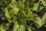 Shrub with Green Leaves