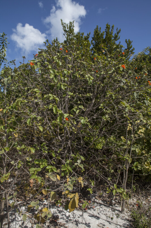 Shrub with Multiple Orange Flowers at Biscayne National Park