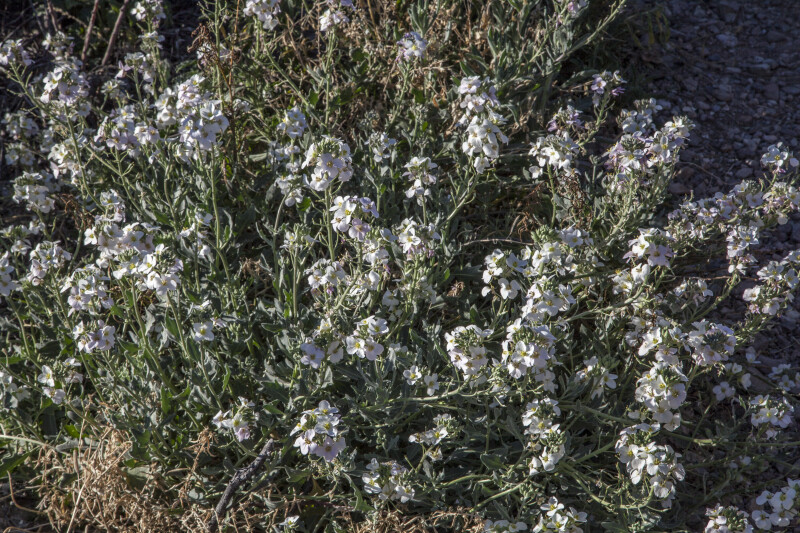 Shrub with Multiple White Flowers