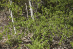 Shrub with Numerous Branches