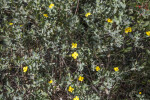 Shrub with Numerous Green Leaves and a Few Yellow Flowers