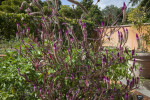 Shrub with Numerous Inflorescences