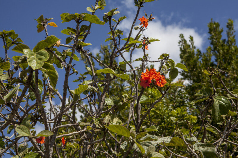 Shrub with Orange Flowers at Biscayne National Park