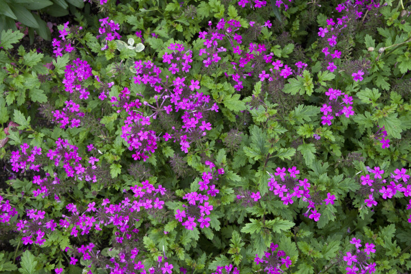 Shrub With Pinkish-Purple Flowers