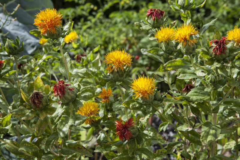 Shrub with Puffy Red and Yellow Flowers