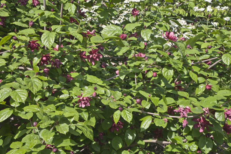 Shrub with Purplish-Pink Flowers and Glossy Leaves