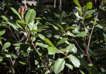 Shrub with Serrated Leaves