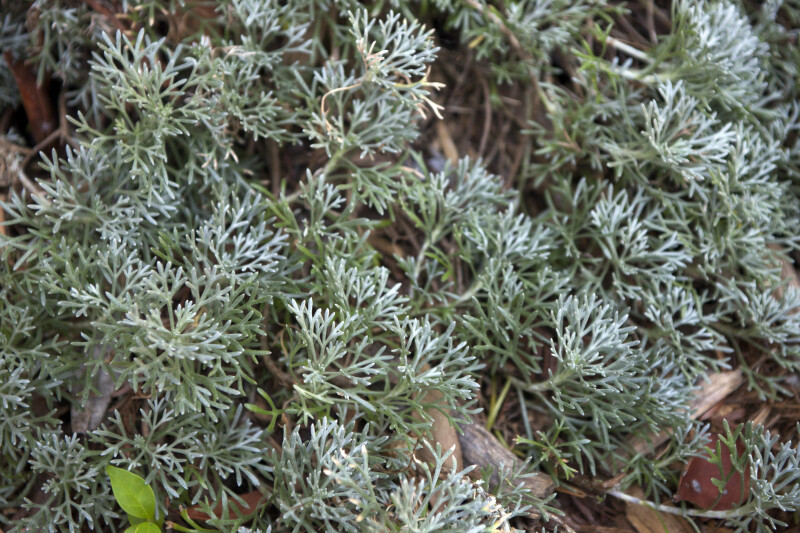 Shrub with Thin, Whitish-Green Leaves