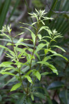 Shrub with Three Stems Extending from the Same Point