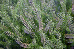 Shrub with Tiny Leaves of Various Shades