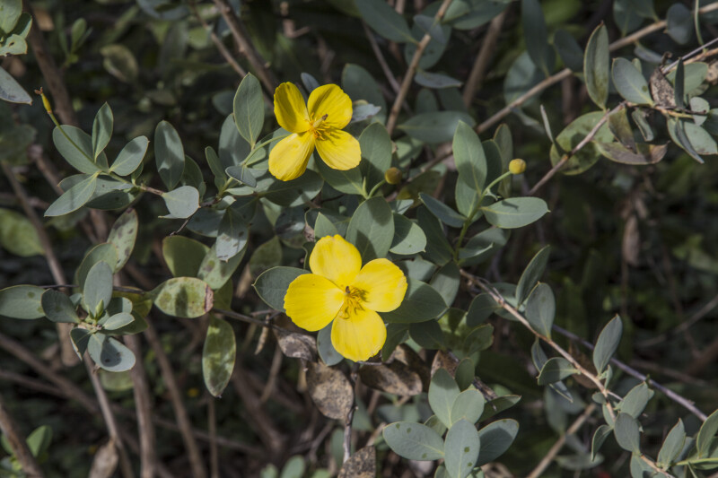 Shrub with Two Yellow Flowers