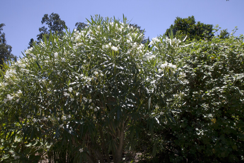Shrub with White Flowers and Green, Narrow Leaves