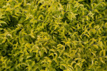 Shrub with Yellow-Green Leaves