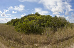 Shrubs and Sawgrass