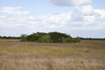 Shrubs and Trees Amongst a Field of Sawgrass