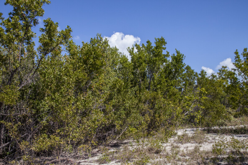 Shrubs and Trees at Biscayne National Park
