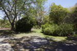 Shrubs and Trees at Midday