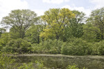 Shrubs and Trees Near Pond