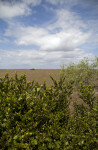 Shrubs at Pa-hay-okee Overlook of Everglades National Park