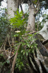 Shrubs, Branches, and Roots