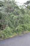 Shrubs on side of Pavement