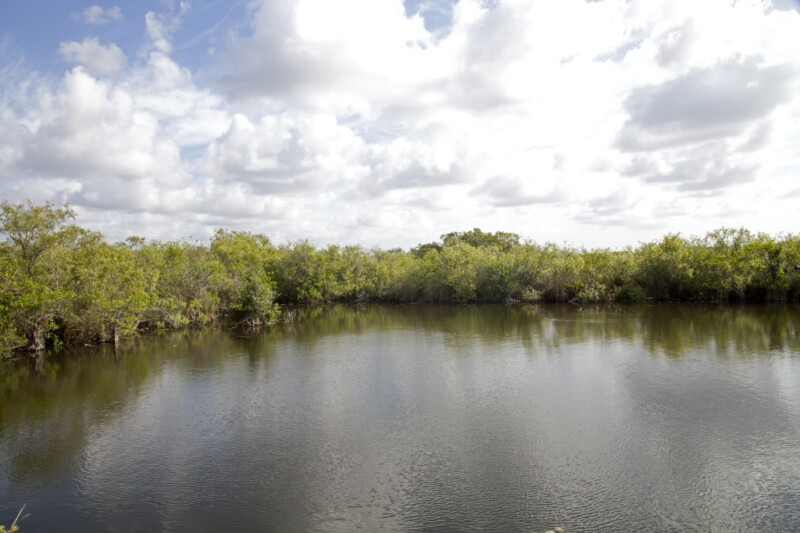 Shrubs Surrounding Water at Anhinga Trail of Everglades National Park