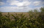 Shrubs with a Prairie in the Background