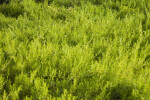 Shrubs with Bright-Green Leaves