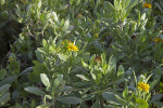 Shrubs with Green Leaves and Yellow Flowers