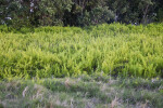 Shrubs with Light-Green Leaves Beyond Grass and in Front of Trees